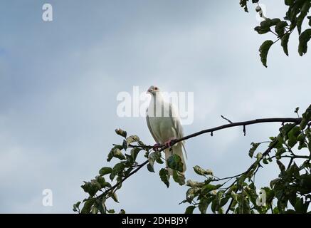 Weiße Schildkrötentaube (Streptopelia roseogrisea), die auf einem Ast sitzt. Hellblauer Himmel Hintergrund hinter dem Vogel. Stockfoto