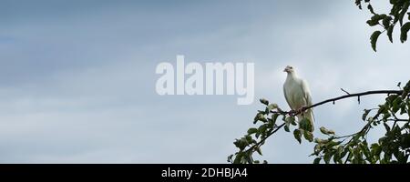 Weiße Schildkrötentaube (Streptopelia roseogrisea), die auf einem Ast sitzt. Hellblauer Himmel Hintergrund hinter dem Vogel. Großformatbanner. Stockfoto