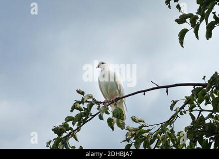 Weiße Schildkrötentaube (Streptopelia roseogrisea), die auf einem Ast sitzt. Hellblauer Himmel Hintergrund hinter dem Vogel. Stockfoto