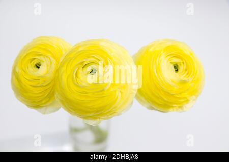 Persischer Butterbecher. Bunch blass gelb Ranunculus Blumen hellen Hintergrund. Hintergrund, Kopierbereich Stockfoto