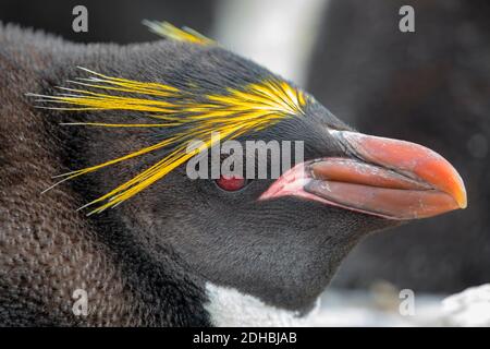 Ein eineinziger Macaroni Pinguin in Rockhopper Kolonie verloren Stockfoto