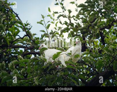 Zwei weiße Turteltauben (Streptopelia roseogrisea) sitzen auf einem Ast. Paar dieser Vögel ist Symbol der romantischen Liebe. Stockfoto