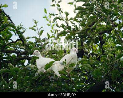 Zwei weiße Turteltauben (Streptopelia roseogrisea) sitzen auf einem Ast. Paar dieser Vögel ist Symbol der romantischen Liebe. Stockfoto