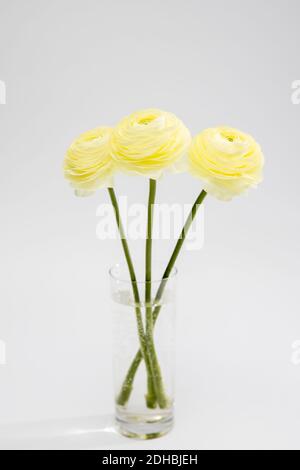 Persischer Butterbecher. Bunch blass gelb Ranunculus Blumen hellen Hintergrund. Hintergrund, Kopierbereich Stockfoto