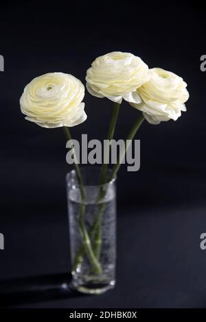 Persischer Butterbecher. Bunch blass gelb Ranunculus Blumen hellen Hintergrund auf schwarzem Hintergrund. Hintergrund, Kopierbereich Stockfoto