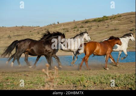 Pferde laufen in freier Wildbahn Stockfoto