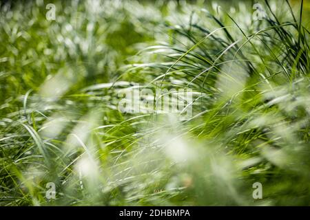 Artistic green grass meadow. Green ecology nature Stockfoto