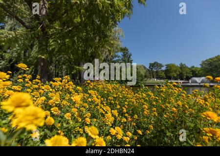 Sommerparklandschaft, Blumenbäume mit Springbrunnen. Schöne Frühlingsblumen in der Nähe des Teiches Stockfoto