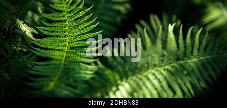 Macro of green fern petals. Green plant fern blossomed. Fern on the background of green nature texture Stockfoto