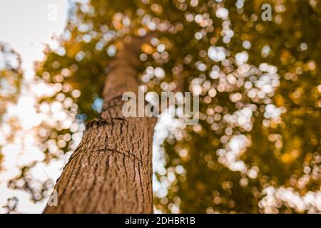 Baumstamm goldene Blätter und verschwommener Himmel, Herbsthintergrund. Herbst Natur Stockfoto