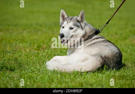 husky auf Gras Stockfoto