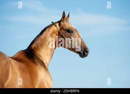 goldener akhal-teke Hengst Stockfoto