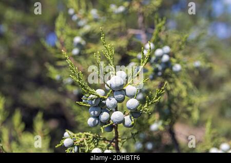 Zypressenkegel eines Wacholders. Stockfoto