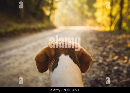 Beagle Hund im sonnigen Wald auf dem Weg. Nahaufnahme des Hinterkopfs Stockfoto
