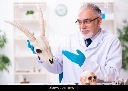 Alter leitender Paläontologe, der im Labor arbeitet Stockfoto