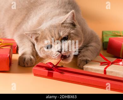 Eine britische Kurzhaar pfirsichfarbene Katze Krawatten Geschenke in Schachteln Mit roten Bändern mit den Zähnen Stockfoto