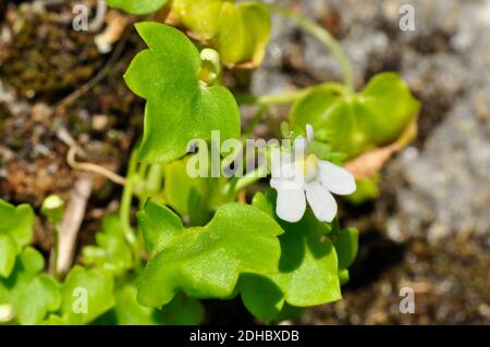 Efeu leaved toadflax, 'cymbalaria muralis', close up, weiße Variante, wächst in einer Wand in Holy Vale auf der Insel St. Mary's, Isles of Scilly, Cornwall Stockfoto