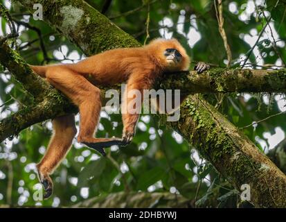 Rotblättrige Affe, kastanienblättrige Affe, kastanienbraune Langur in einem Baum in Borneo Stockfoto