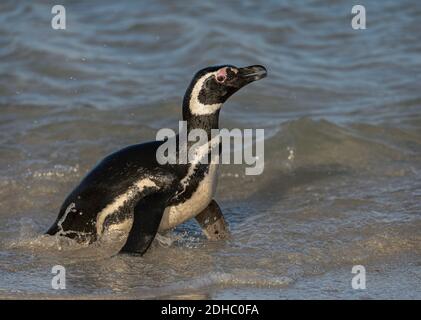 Magellanic Pinguin kommt aus dem Wasser am Ufer, aus der Nähe Stockfoto