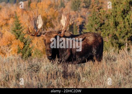 Bullmoose in Grand Teton. In der Nähe waren Kumpel und Zwillinge. Stockfoto