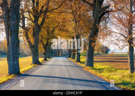 Fallen farbige Bäume auf Allee im Herbst Stockfoto