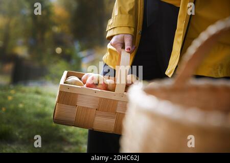 Mittelteil der Frau hält frische Bio-Äpfel in Korbkorb Am Hof Stockfoto