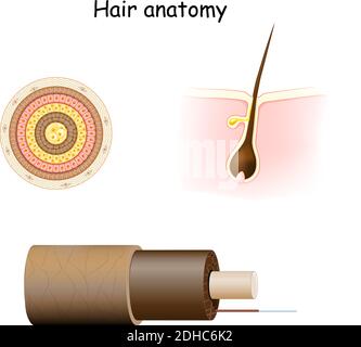 Haaranatomie. Querschnitt und Zellstruktur der Haarwelle. Teil der Haut (Epidermis und Dermis) mit einer Haarwurzel in Follikel. Stock Vektor