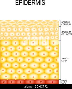 Hautzellen und Strukturschichten der Epidermis. Gehornt (Stratum corneum), klare oder transluzente Schicht (lucidum), körnig (Stratum granulosum) Stock Vektor