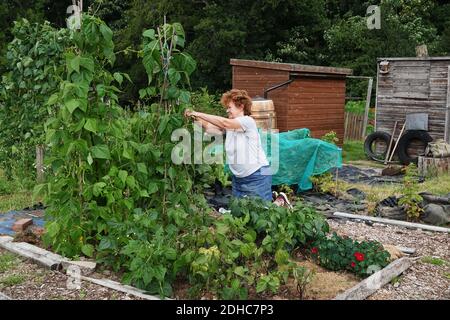 Eine Frau, die an einer Zuteilung arbeitet, die ein Gemüsegarten begeht Stockfoto