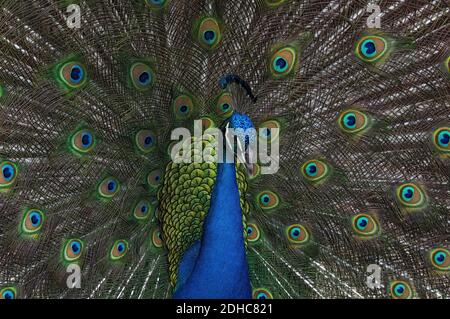 Der wunderschöne indische Pfau, Pavo cristatus, fächert während der Paarungszeit seine Schwanzfedern aus. Stockfoto