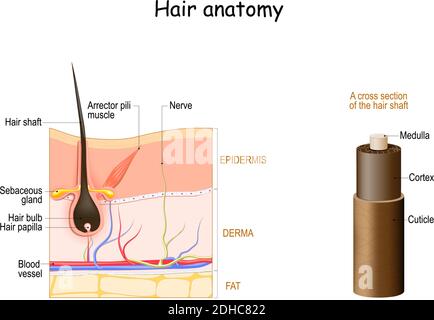 Haaranatomie. Querschnitt der Haarschaft. Hautschichten mit Haarfollikel und Arrector Pili Muskel. Vektordiagramm. Detaillierte medizinische Illustration Stock Vektor