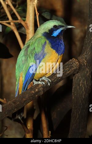 Orangenbauchblättriger, Orangebauch-Blattvogel, Chloropsis hardwickii, sárgahasú levélmadár Stockfoto