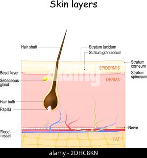 Hautschichten: Epidermis, Dermis, Unterhaut. Hautanatomie mit Haarfollikel und Talgdrüse. Flache Vektordarstellung Stock Vektor