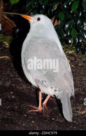 kagu oder cagou, Rhynochetos jubatus, gefährdet Stockfoto