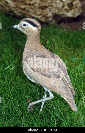 Peruanisches Dickknie, Inkatriel, Peruanertriel, Œdicnème du Pérou, Burhinus superciliaris, perui ugartyúk Stockfoto