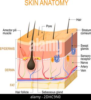 Hautanatomie. Schichten: Epidermis (mit Haarfollikel, Schweiß und Talgdrüsen), Derma und Fett (Unterhaut). Vektordiagramm Stock Vektor