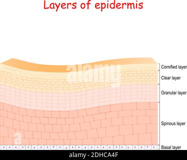 Epidermis. Zellstruktur der Schichten: Stratum corneum, lucidum, Stratum granulosum, spinosum und keimend. Vektorgrafik Stock Vektor