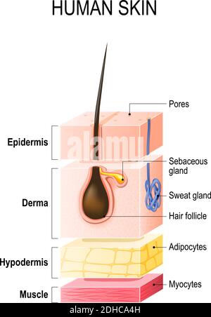 Schichten von gesunder menschlicher Haut mit Haarfollikel, Schweiß und Talgdrüsen. Epidermis, Dermis, Unterhaut und Muskelgewebe. Vektorgrafik Stock Vektor