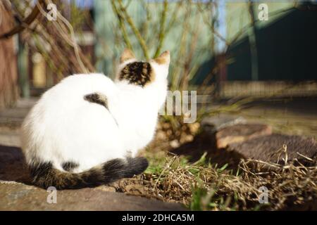Weiße Katze Rest im sonnigen Hof. Entspannendes Tierporträt. Stockfoto