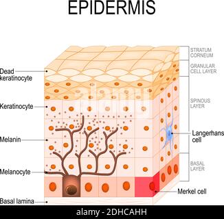 Epidermis Struktur. Zelle, und Schichten einer menschlichen Haut. vektor-Illustration für medizinische, pädagogische, Biologiecal und Wissenschaft verwenden. Hautpflege Stock Vektor