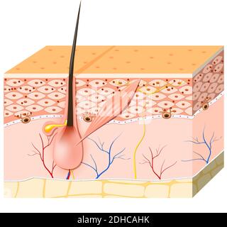 Hautzellen. Melanin und Melanocyte. Gesunde Menschliche Haut. Vektor-Illustration für Ihr Design und medizinische Verwendung Stock Vektor