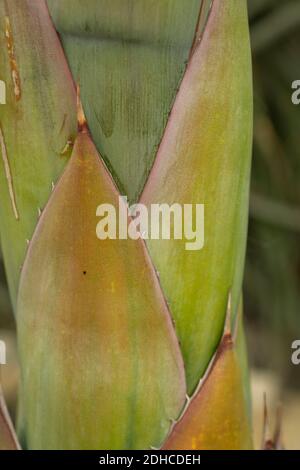 Nahaufnahme der natürlichen Darstellung der Agave Parrasana Pflanze. Strukturen und Muster in der Natur Stockfoto