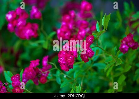 Leuchtend magentafarbene rote Rosen, die im Rosengarten blühen und Gartenrosen bedecken Stockfoto
