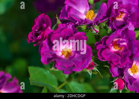 Brunch mit lila magentafarbenen Rosen (Rhapsody in Blau) Blüte im Sommergarten Stockfoto