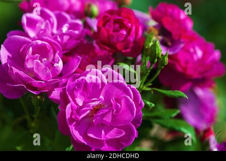 Leuchtend violett bis magentarot rosa mittelgroße Strauchrosen blühen im Sommerrosengarten, aus nächster Nähe Stockfoto