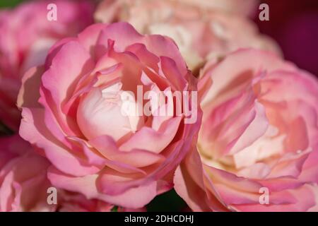 Nahaufnahme von zarten rosa-gelben Rosen Stockfoto