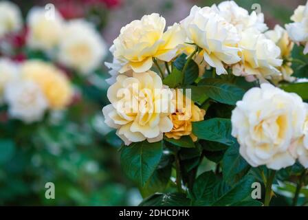 Gartenrosen mit zarten gelben und kamelienrosa Blüten, mäßig duftend (Charlotte Victoria von Dickson) Stockfoto