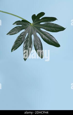 Ein Blatt der japanischen Aralia ( Fatsia Japonica ) Isoliert vor einem blauen Hintergrund vertikal Stockfoto