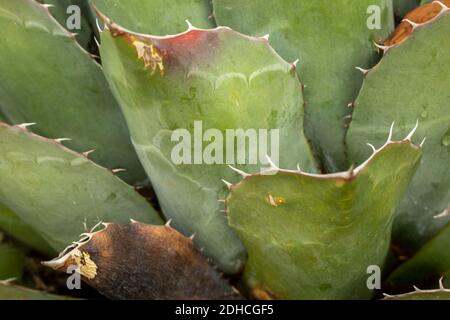 Nahaufnahme der natürlichen Darstellung der Agave Parrasana Pflanze. Strukturen und Muster in der Natur Stockfoto