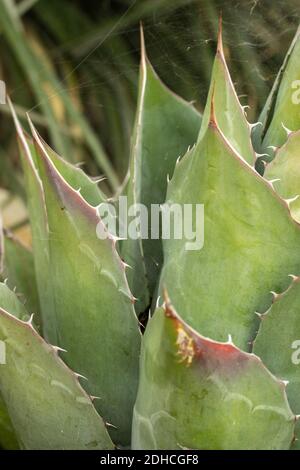 Nahaufnahme der natürlichen Darstellung der Agave Parrasana Pflanze. Strukturen und Muster in der Natur Stockfoto